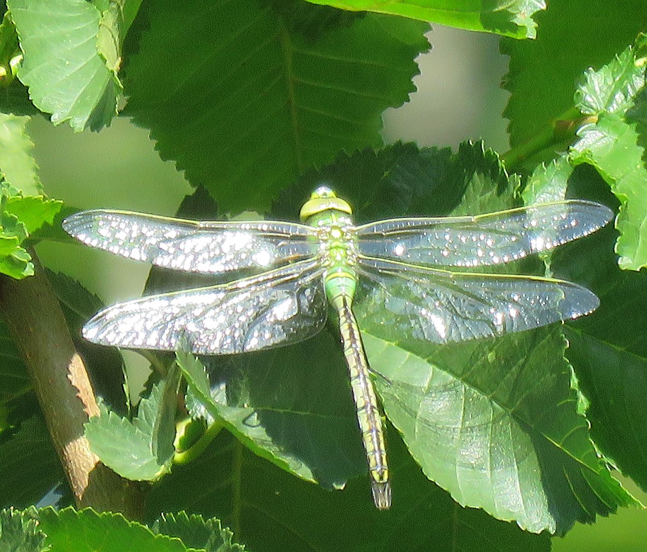  Female Emperor Dragonfly  